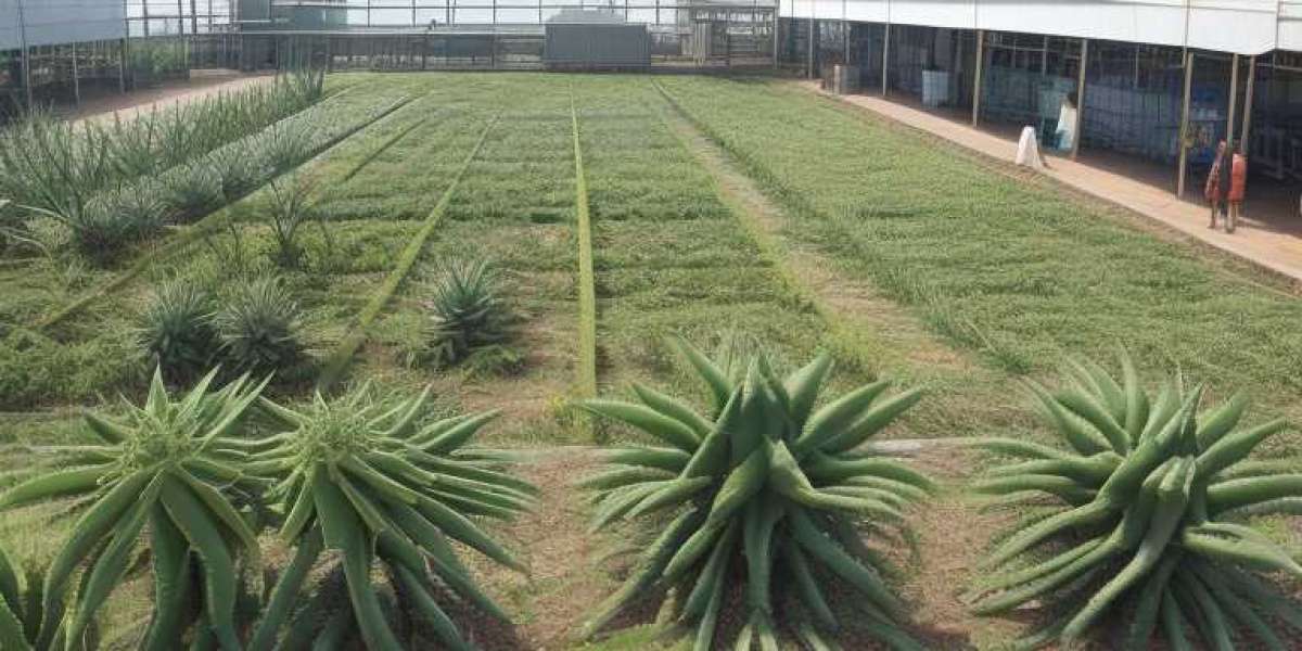 Aloe Vera Processing Plant Project Report 2024, Unit Operations, Raw Material Requirements and Cost Involved